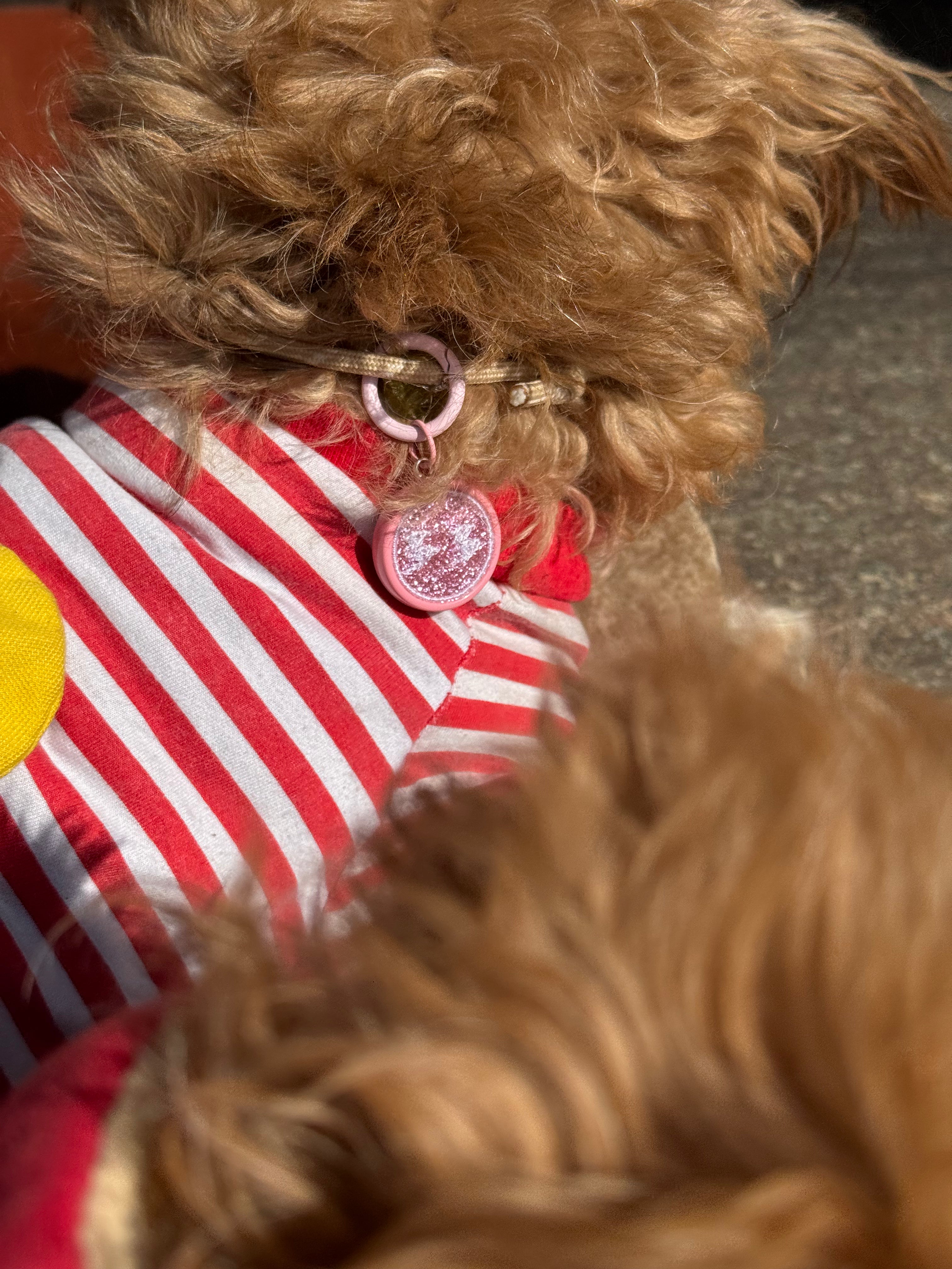 Close-up of a dog wearing a red and white striped shirt with a pink glitter tag from monfufu