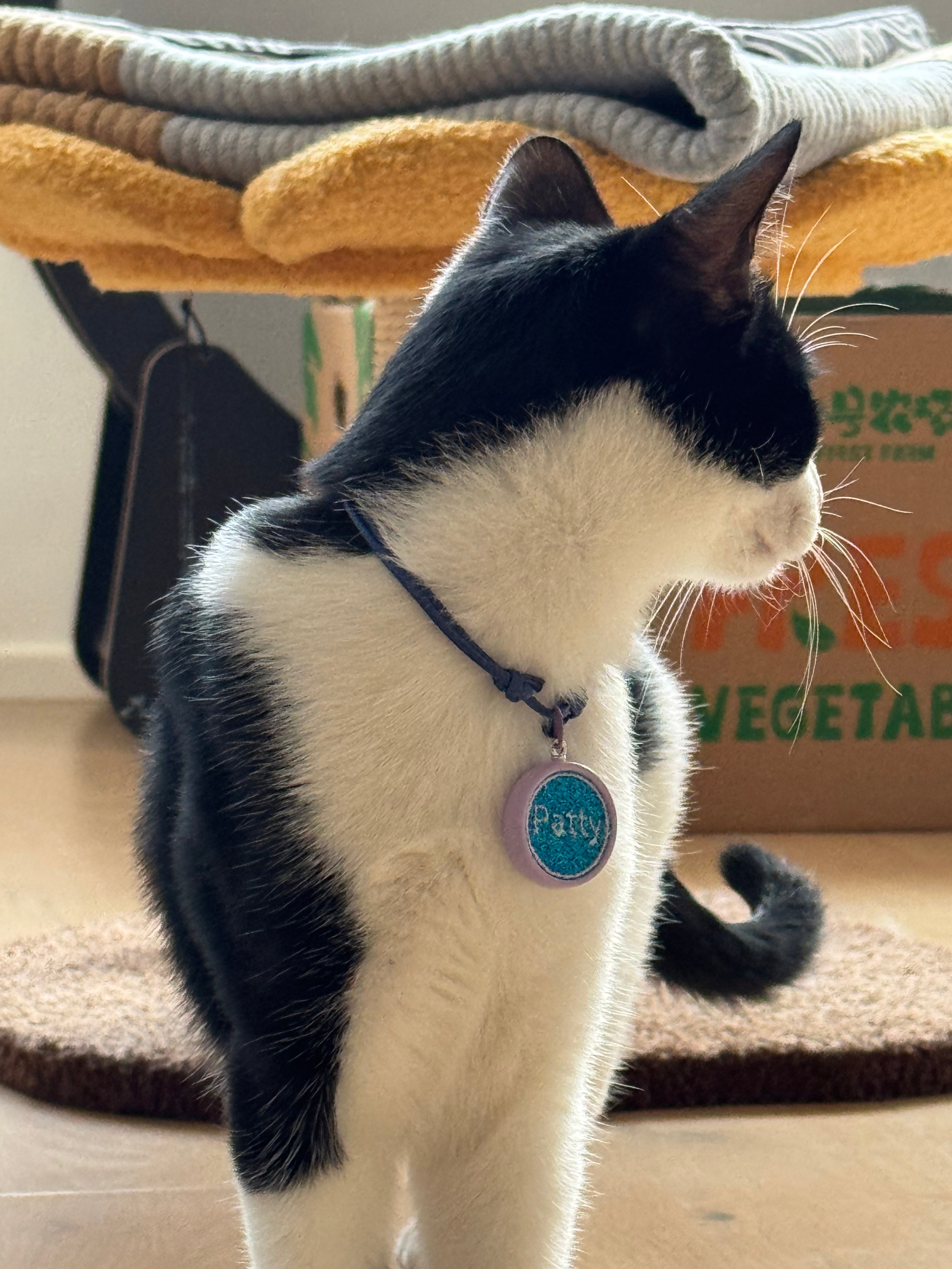 Cat with a blue collar tag glittering name standing on a wooden floor.