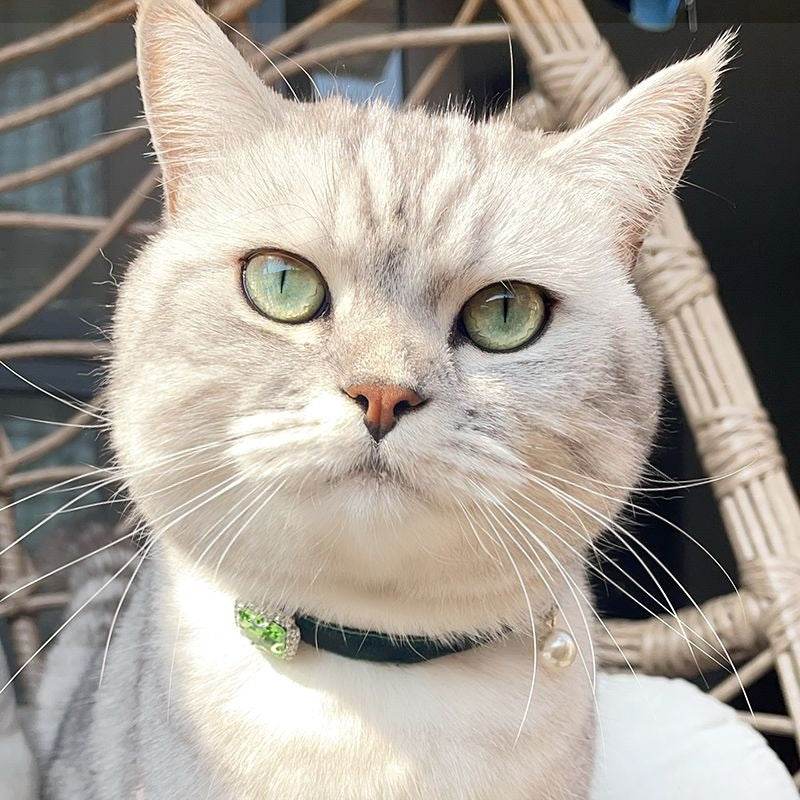White cat with green eyes wearing a velvet collar with a green gem charm and a pearl, sitting on a wicker chair.
